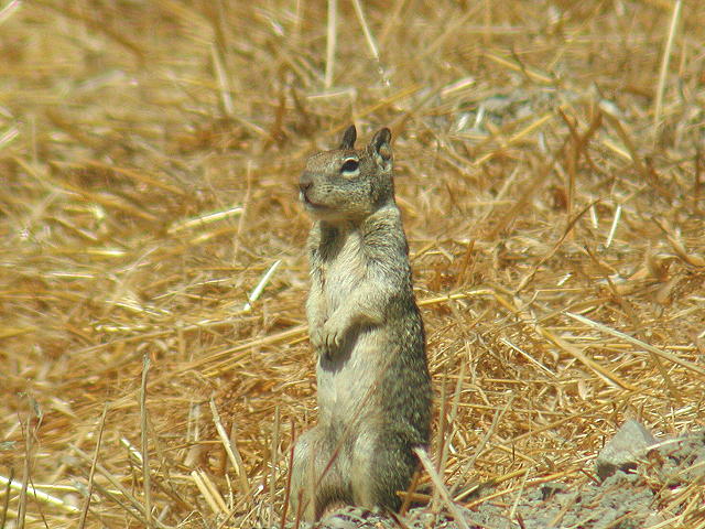 カリフォルニアジリス
